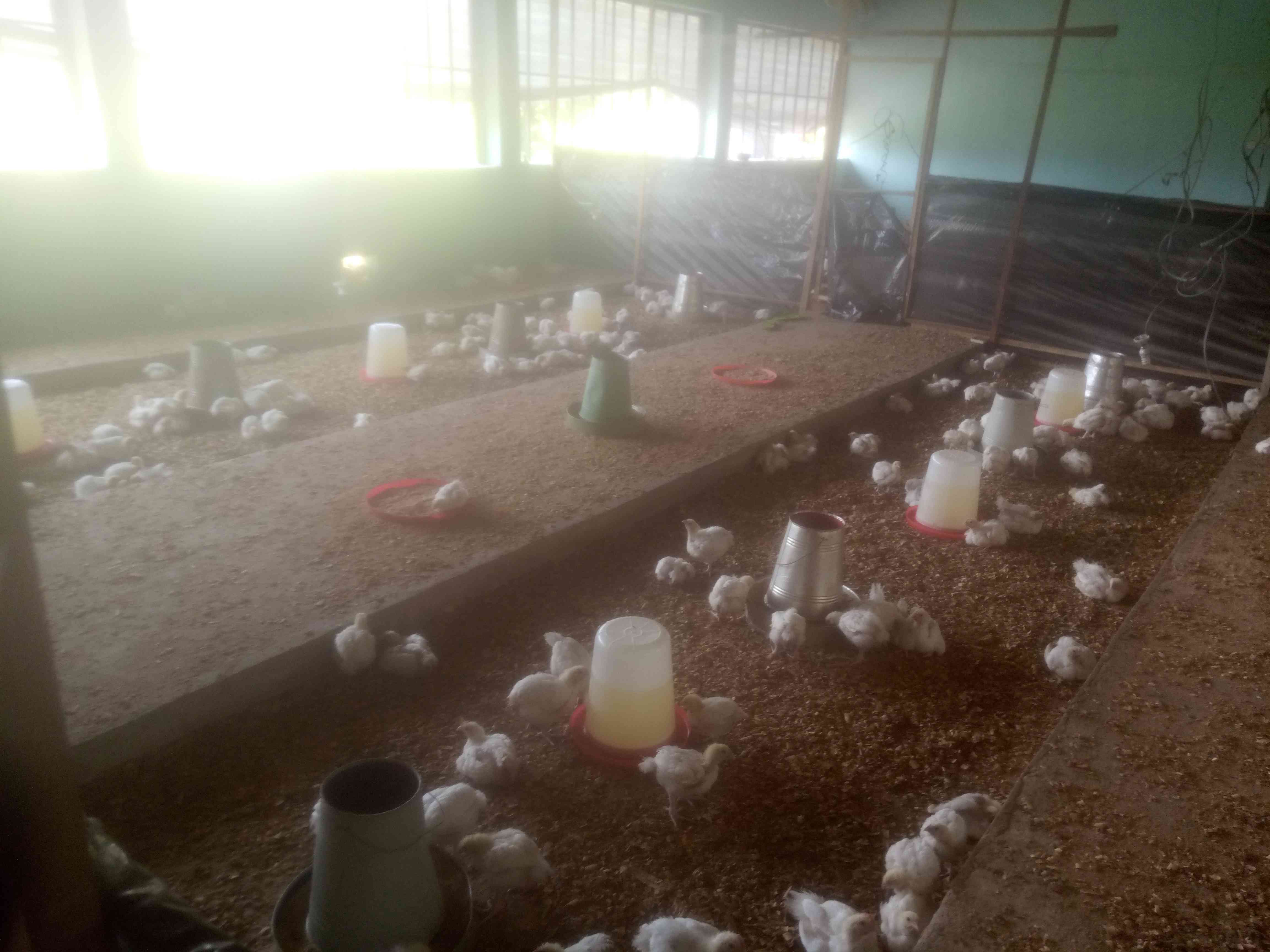 Stocking Of Poultry And Livestock Farm At Faculty Of Agric And Life Sciences